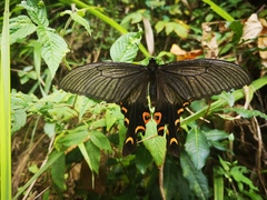 Papilio elwesi