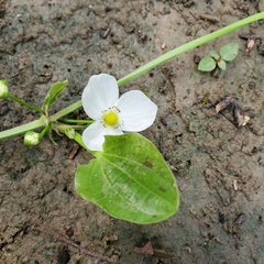 Echinodorus cordifolius