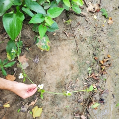 Echinodorus cordifolius