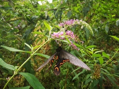 Papilio elwesi