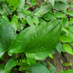 Echinodorus cordifolius