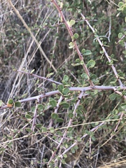 Ceanothus megacarpus megacarpus
