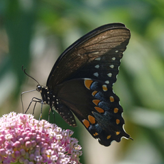 Papilio troilus