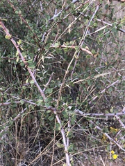 Ceanothus megacarpus megacarpus