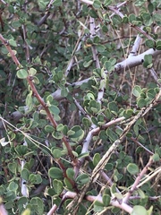 Ceanothus megacarpus megacarpus