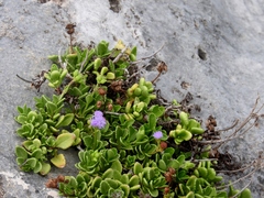 Ageratum maritimum