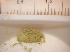 Brachionus calyciflorus