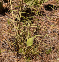 Castilleja lutescens