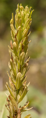 Castilleja lutescens