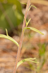 Castilleja lutescens