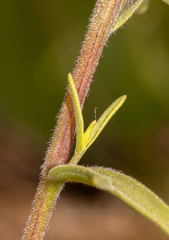 Castilleja lutescens