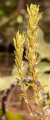 Castilleja lutescens