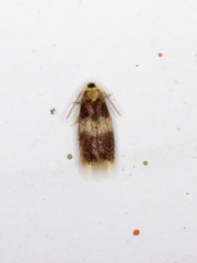 Stigmella nigriverticella