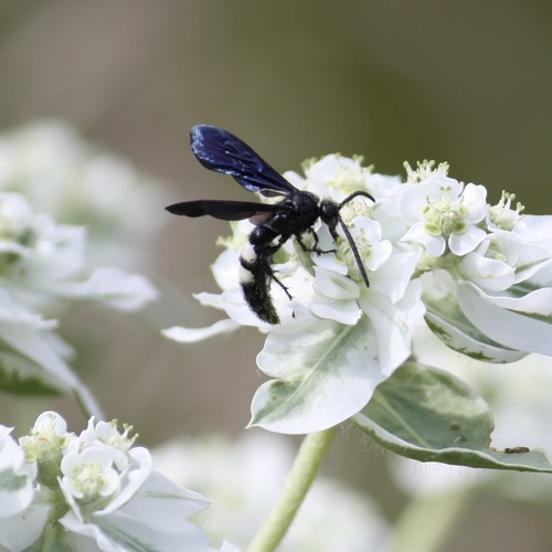 Double-banded Scoliid Wasp photo 3