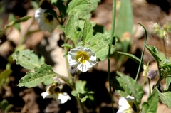 Leucophysalis nana