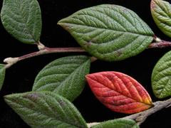 Cotoneaster sternianus