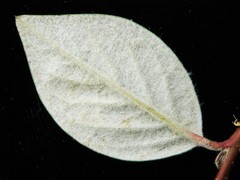 Cotoneaster sternianus