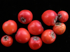 Cotoneaster sternianus