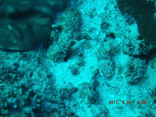 Nemateleotris magnifica
