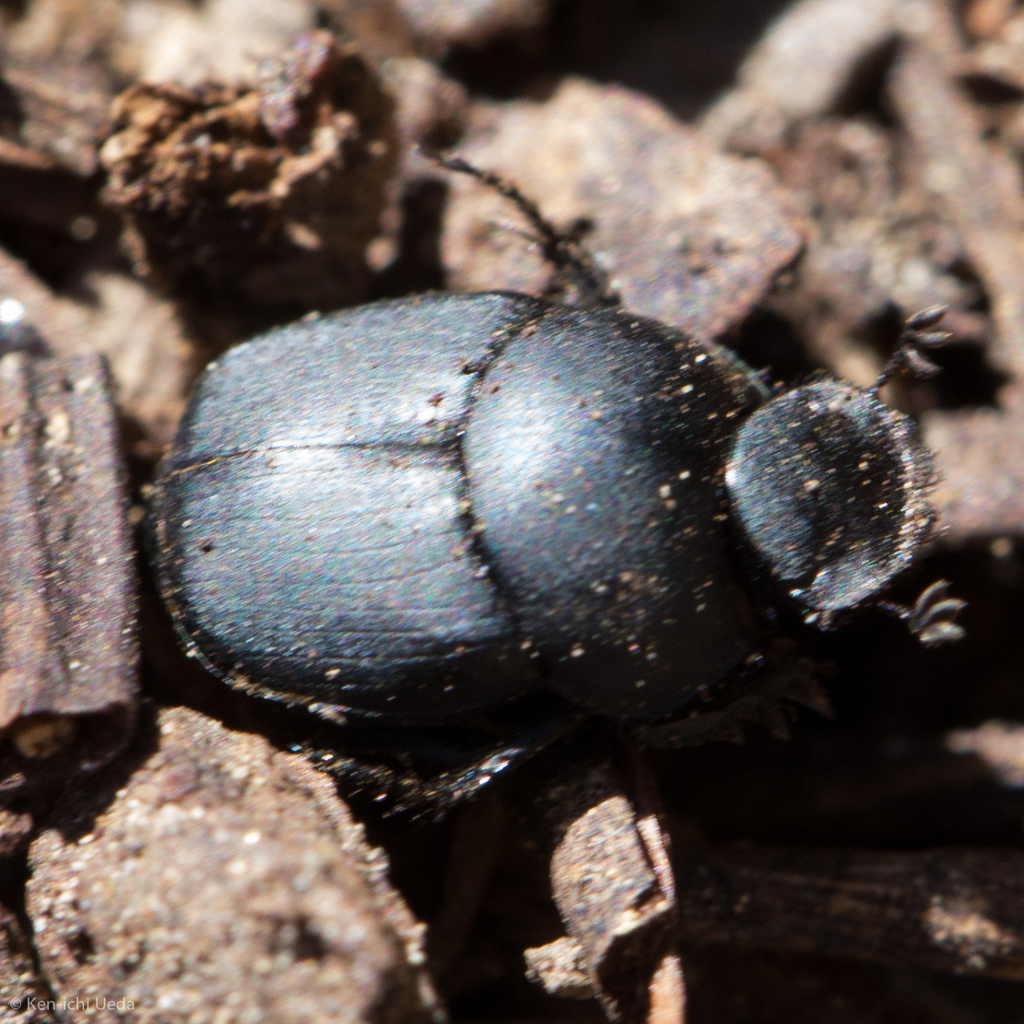 Boreocanthon simplex