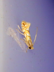 Phyllonorycter propinquinella