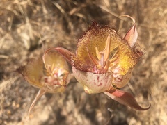 Calochortus fimbriatus