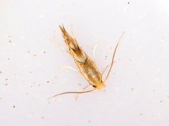 Phyllonorycter propinquinella