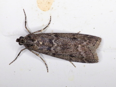 Pyla fusca
