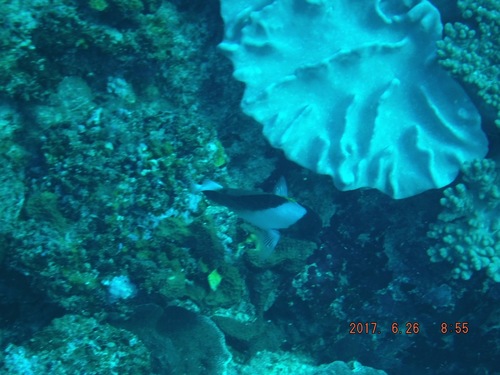 Hemitaurichthys zoster