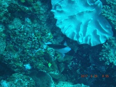 Hemitaurichthys zoster