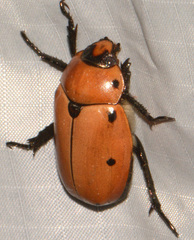 Pelidnota punctata