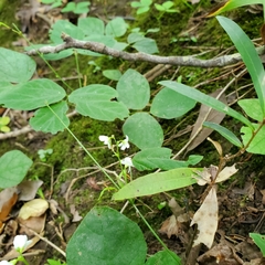 Hylodesmum pauciflorum