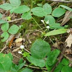 Hylodesmum pauciflorum