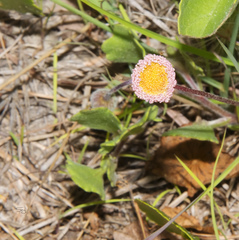 Erigeron procumbens