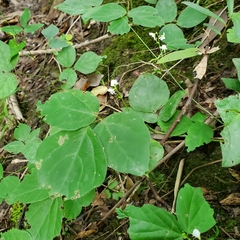 Hylodesmum pauciflorum