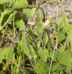 Erigeron procumbens