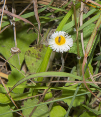 Erigeron procumbens