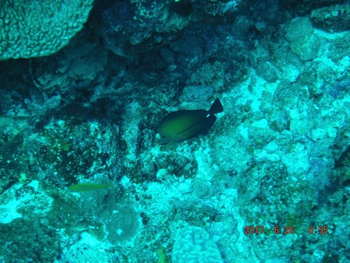 Zebrasoma scopas
