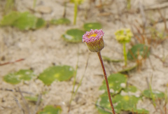 Erigeron procumbens