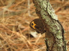 Cercyonis pegala alope