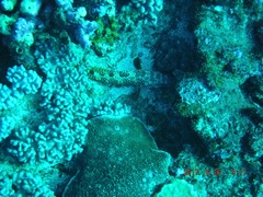 Epinephelus spilotoceps