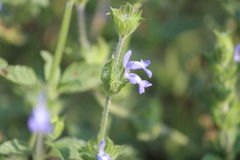 Salvia hirsuta
