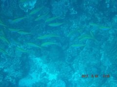 Caesio xanthonota