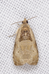 Olethreutes punctanum