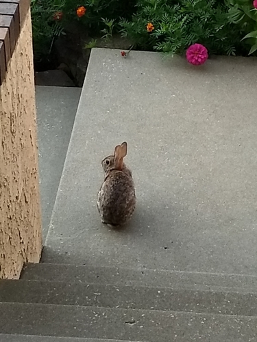 Eastern Cottontail photographed in Kansas