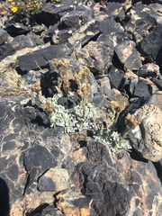 Antennaria aromatica