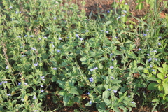Salvia hirsuta