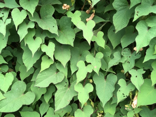 wild potato vine