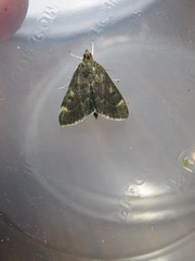 Pyrausta niveicilialis