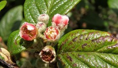 Cotoneaster sternianus